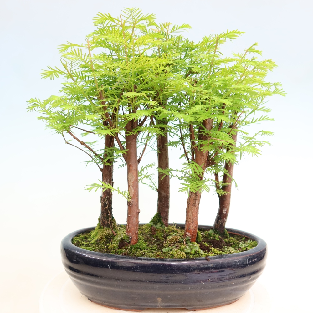 Vonkajší bonsai – Metasequoia glyptostroboides – čínska metasekvoja – hájik