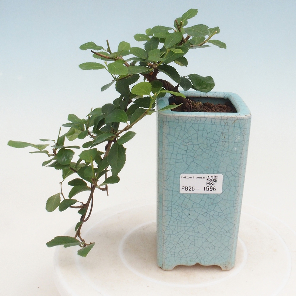 Izbová bonsai - Grewia occidentalis - Hviezdica levanduľová