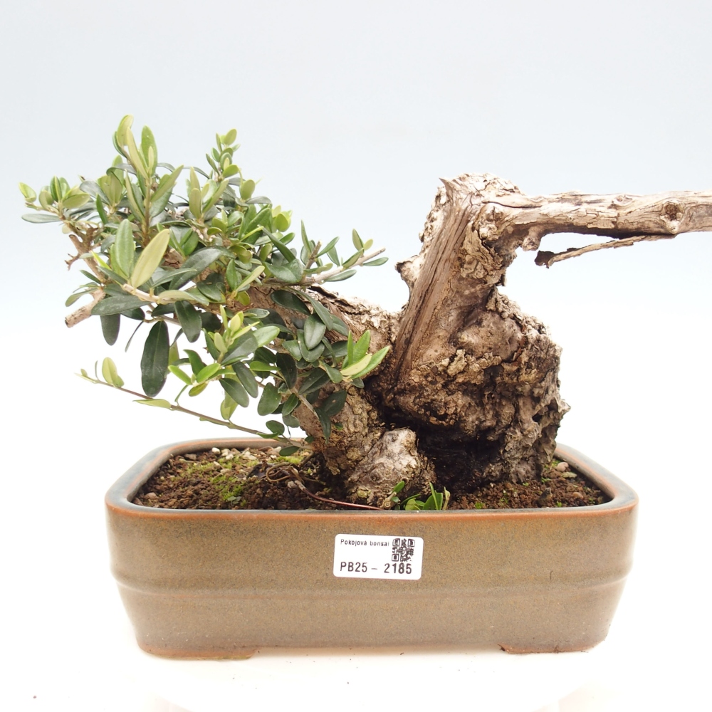 Izbová bonsai - Olea europaea sylvestris -Oliva evropská drobnolistá