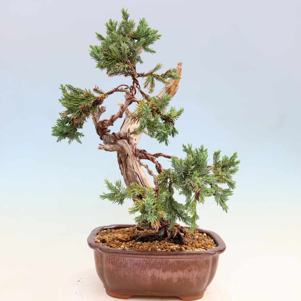 Vonkajší bonsai – Juniperus squamata – Jalovec šupinatý