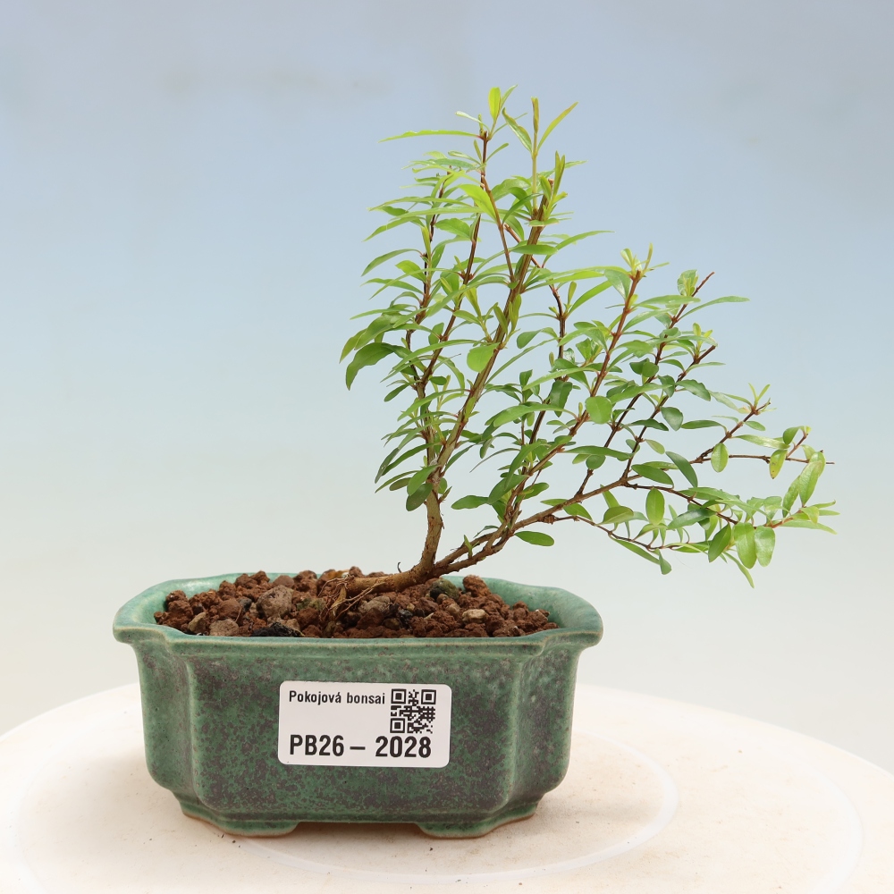 Izbový bonsaj-PUNICA granatum nana-Granátové jablko