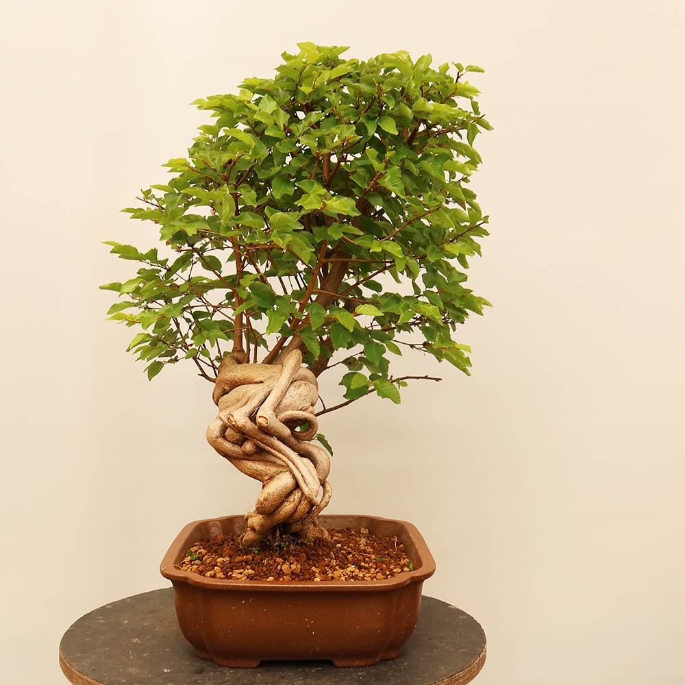 Vonkajší bonsai -Carpinus Coreana - Hrab kórejský