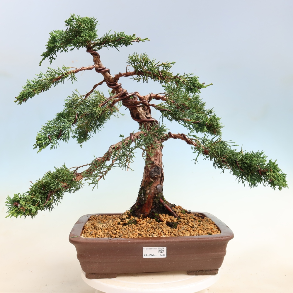 Vonkajší bonsaj - Juniperus chinensis Kishu