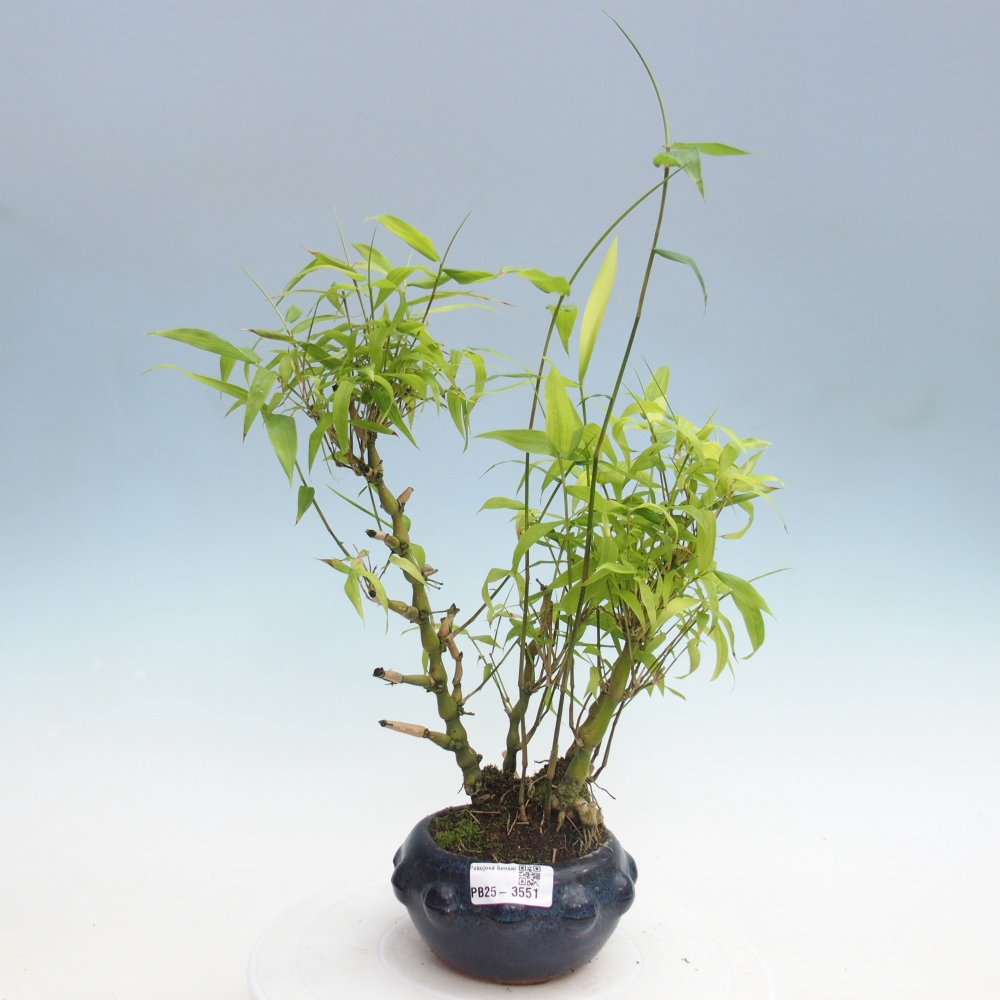 Izbové bonsaje - Bambusové brucho - Bambusové brucho