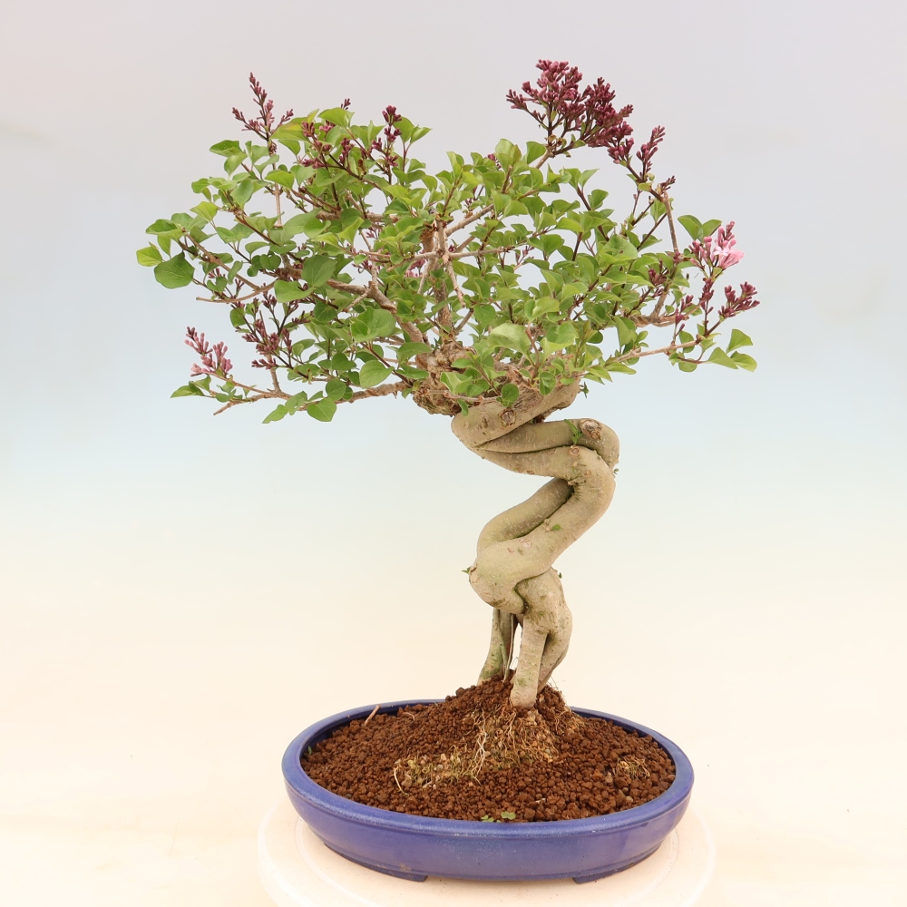 Vonkajší bonsaj - Syringa microphylla - drobnokvetý šeřík