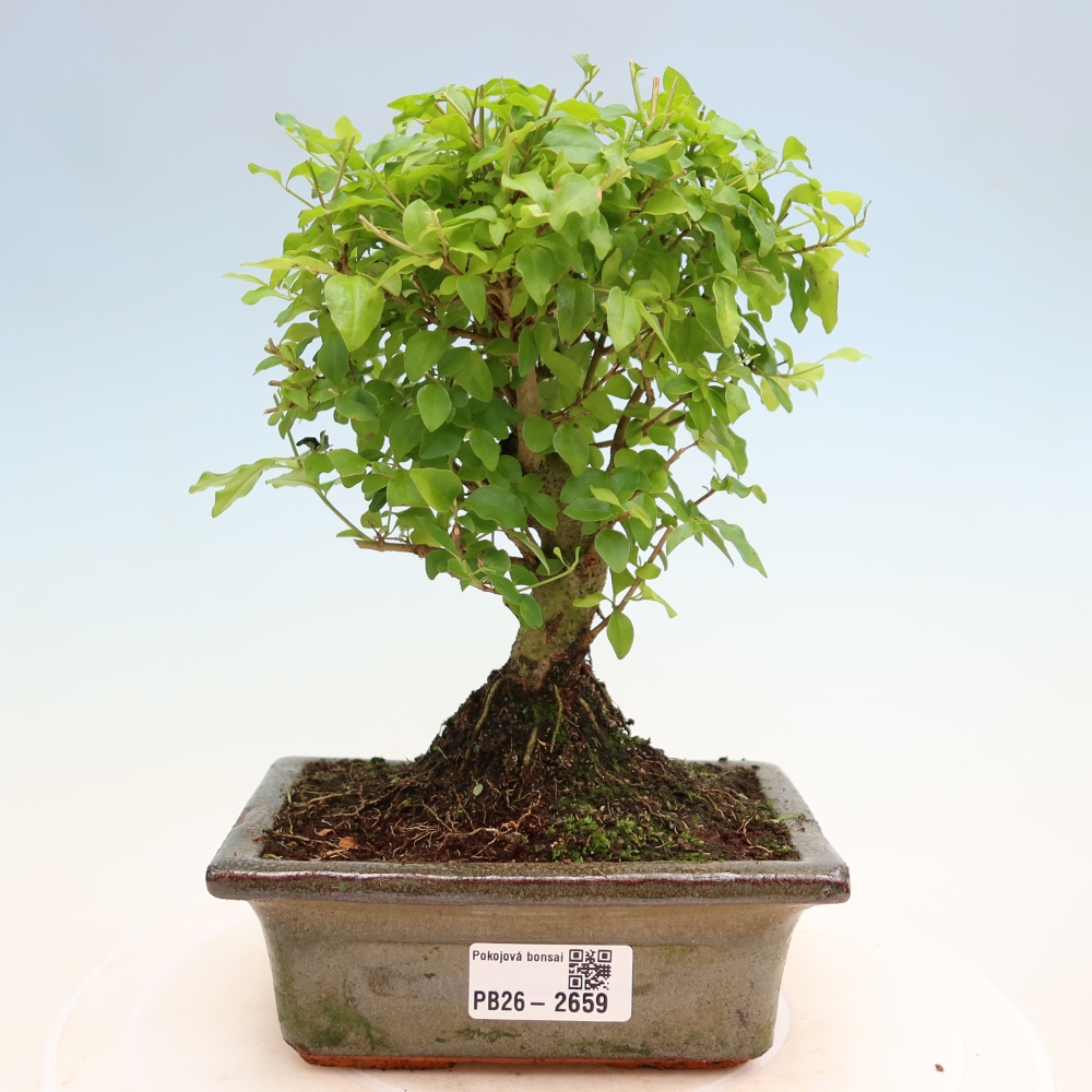 Izbový bonsaj -Ligustrum chinensis - Vtáčí zobák
