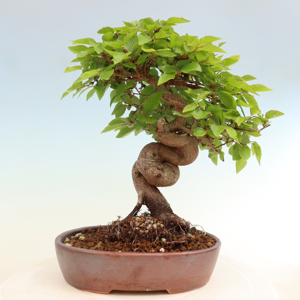 Vonkajší bonsaj -Carpinus coreana - Hrab kórejský