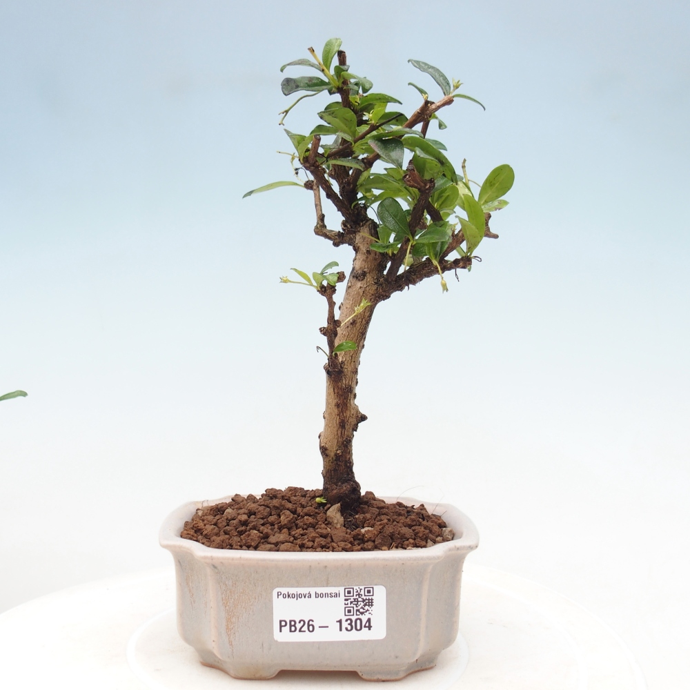 Izbové bonsaje - Carmona macrophylla - Tea fuki