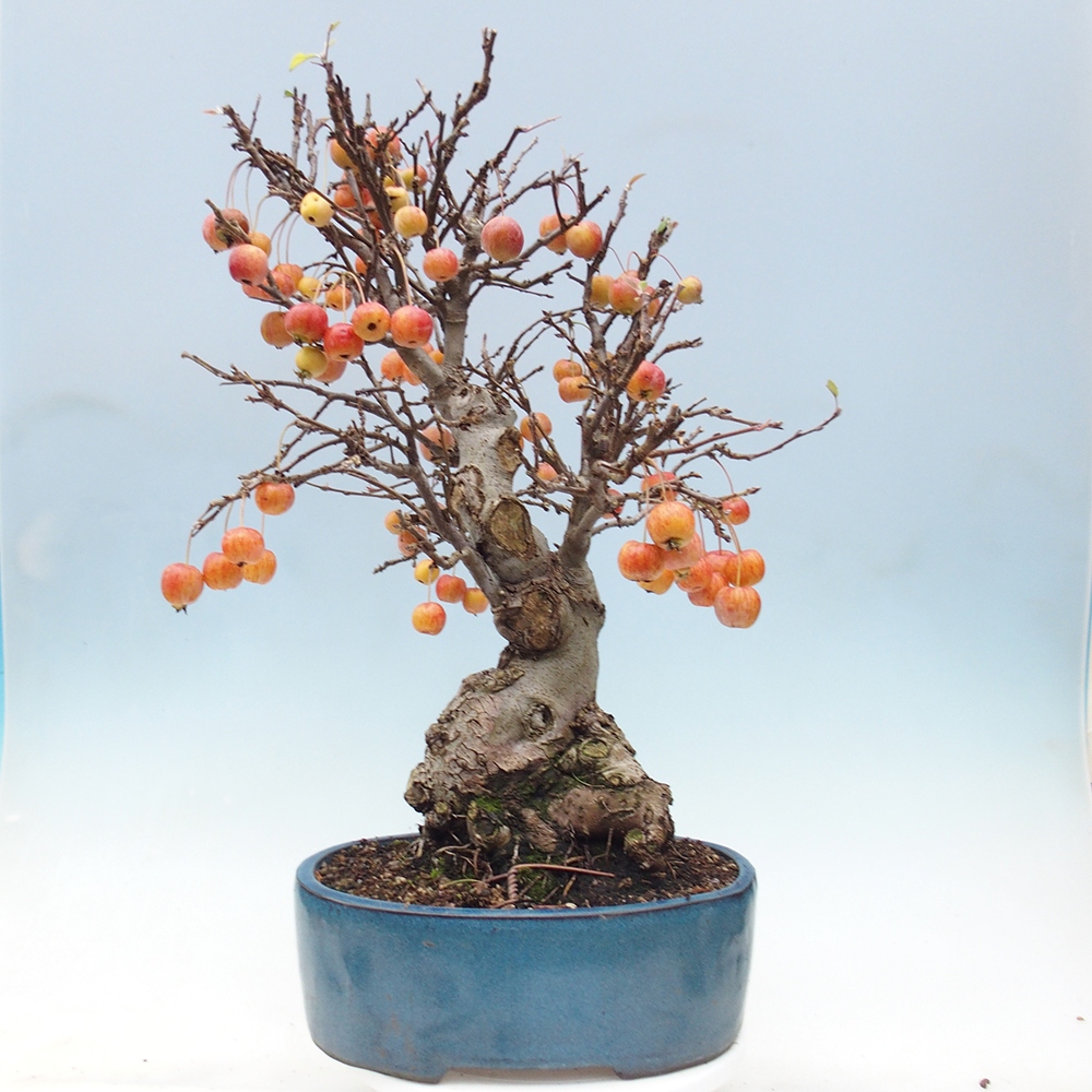 Vonkajší bonsai -Malus halliana - Maloplodá jabloň