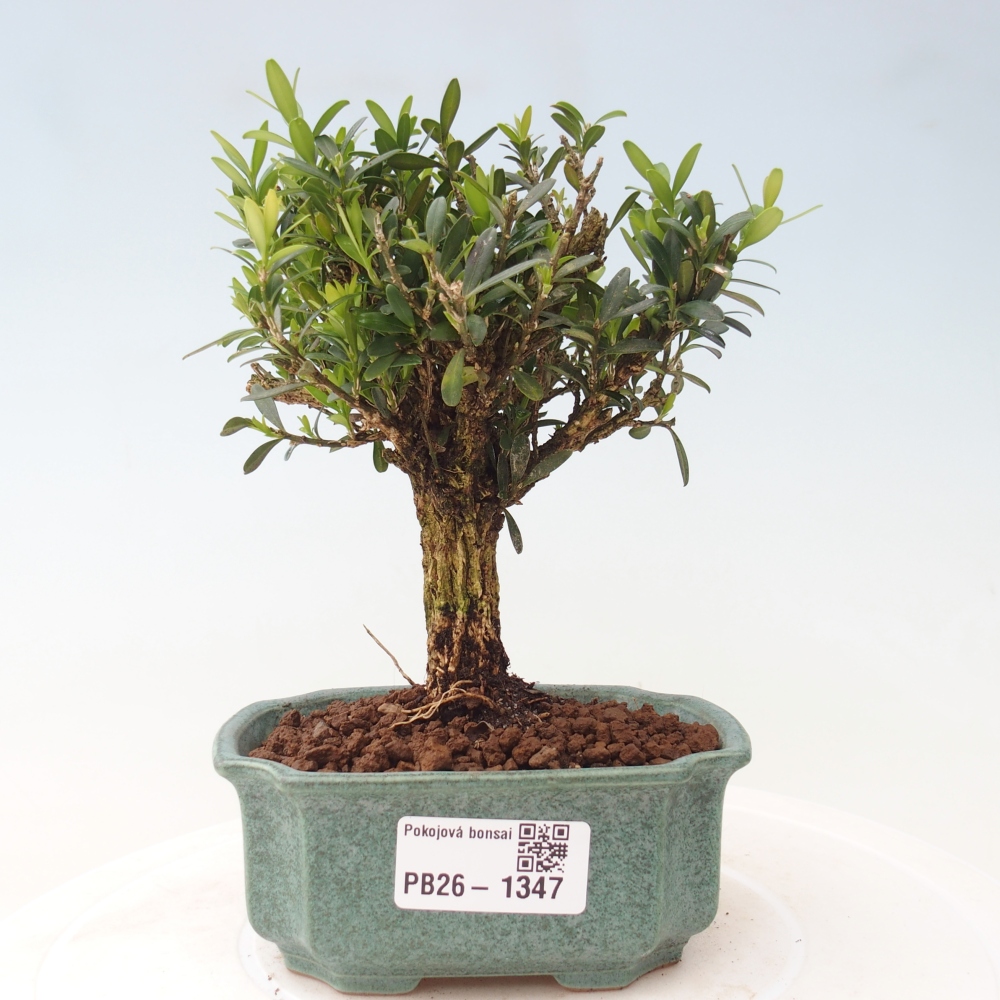 Izbové bonsaje - Buxus harlandii - korkový buxus