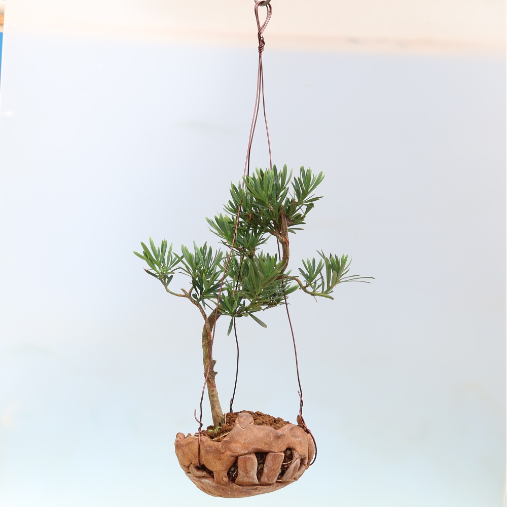 Kokedama v keramike – Podocarpus – Kamenný tis
