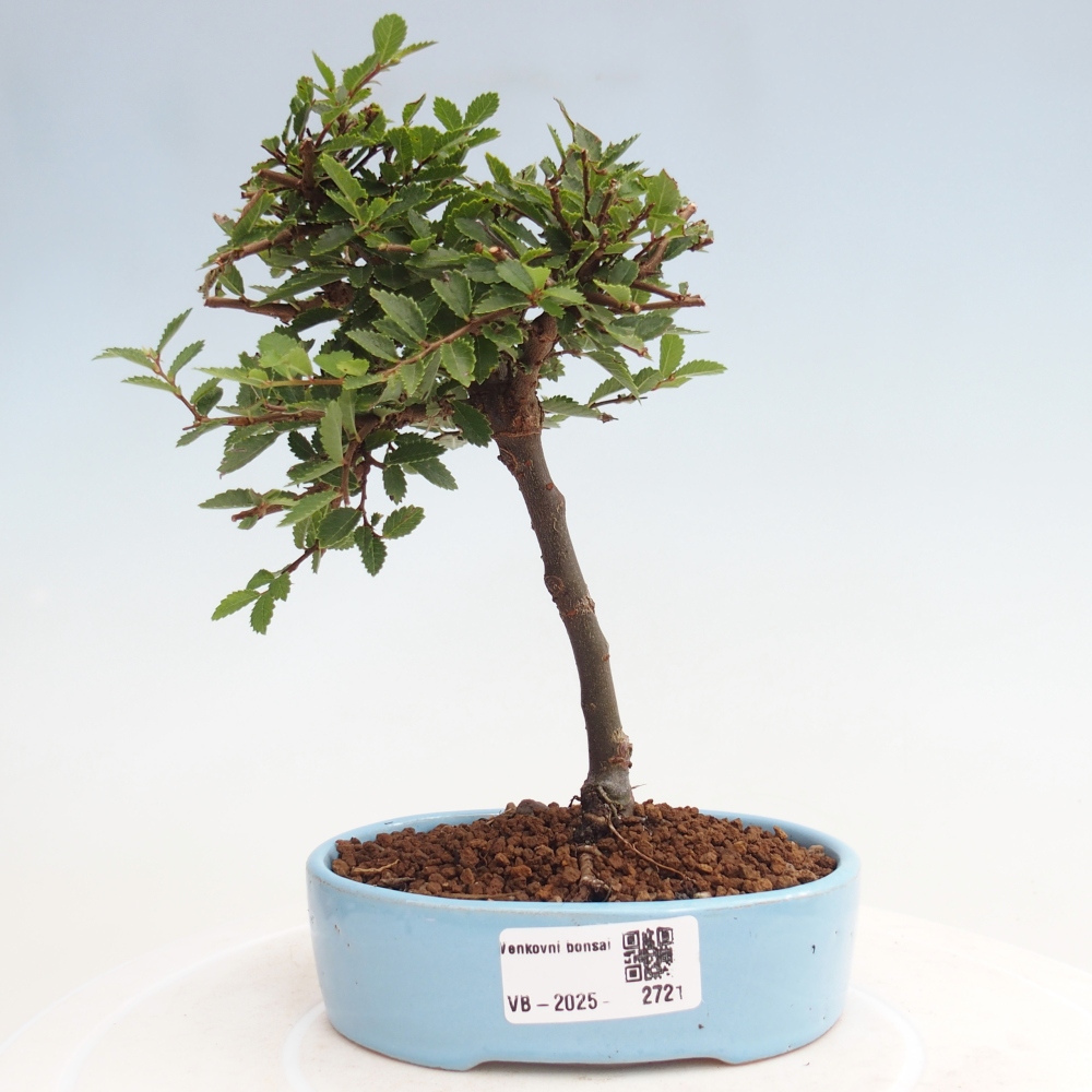 Vonkajší bonsai - Ulmus parvifolia Sagei - Malolistý brest