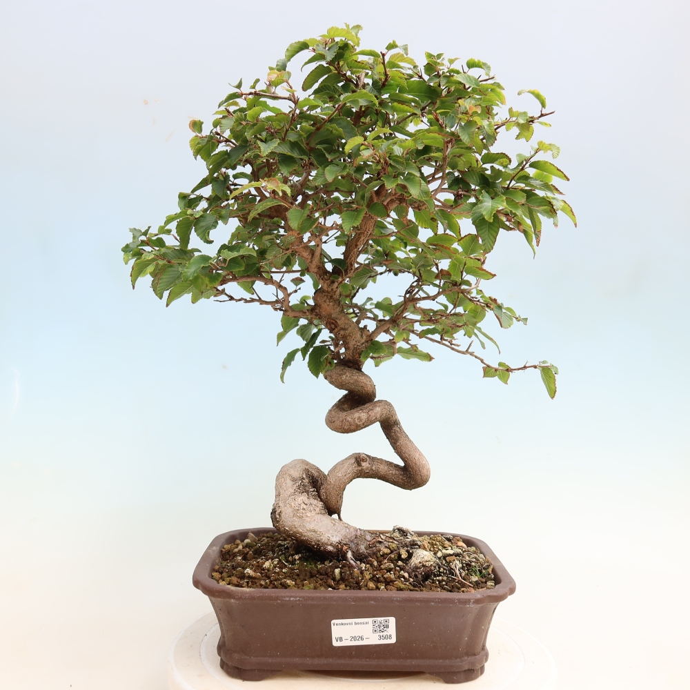Vonkajšie bonsaje -Carpinus CARPINOIDES - Hrab kórejský