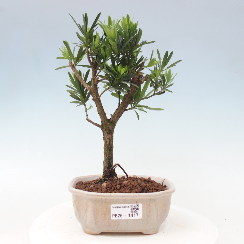 Izbové bonsaje - Podocarpus - Kamenný tis