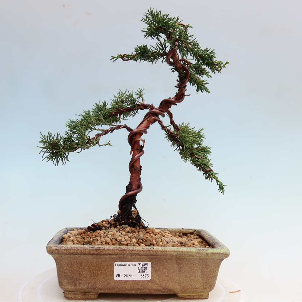 Vonkajší bonsaj - Juniperus chinensis Kishu