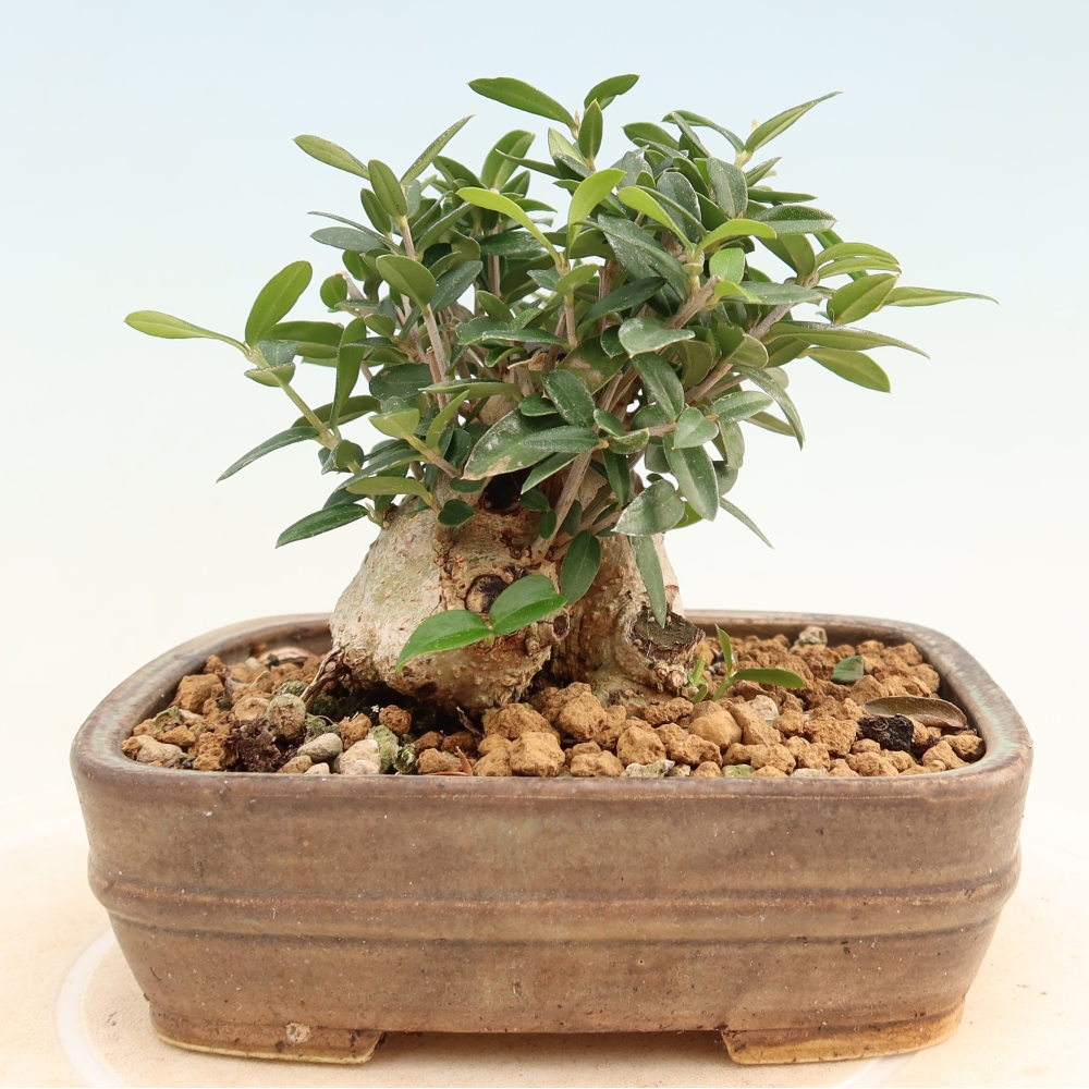 Izbový bonsaj - Olea europaea sylvestris