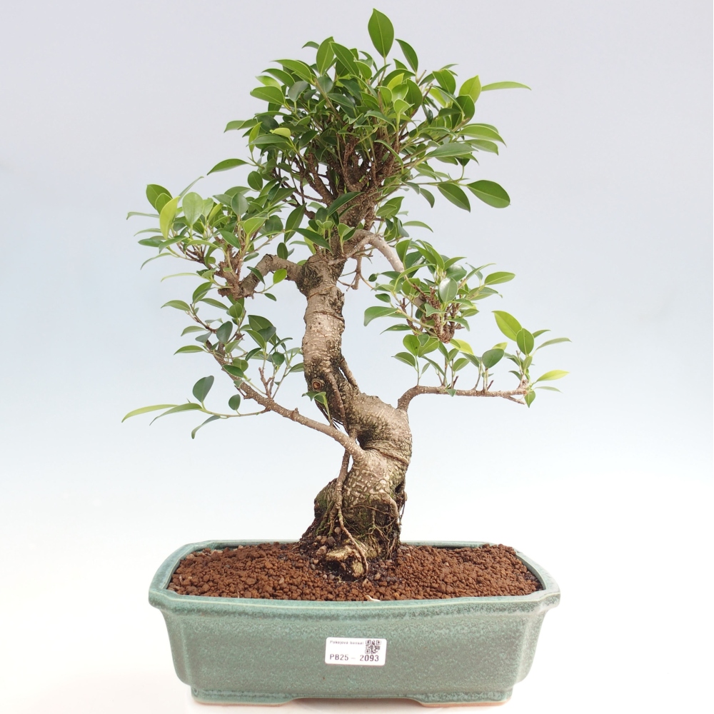 Izbová bonsai - Ficus kimmen - malolistý fikus