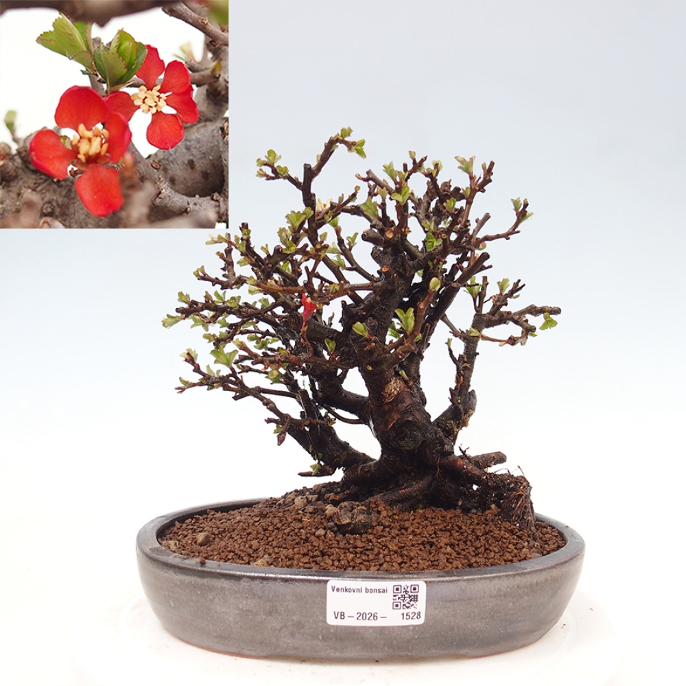 Vonkajšie bonsaje - Chaneomeles speciosa - Kdoule