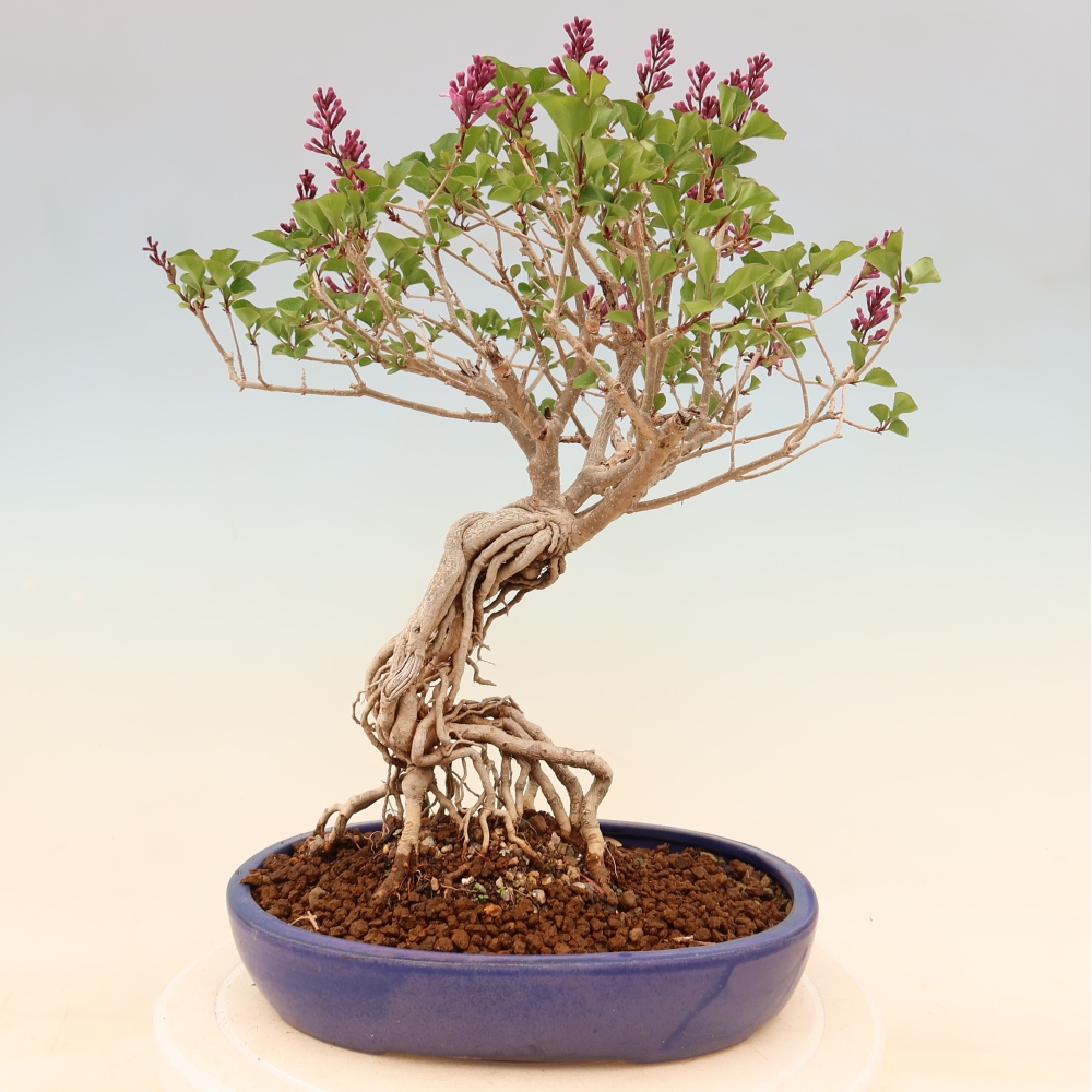Vonkajší bonsaj - Syringa microphylla - drobnokvetý šeřík