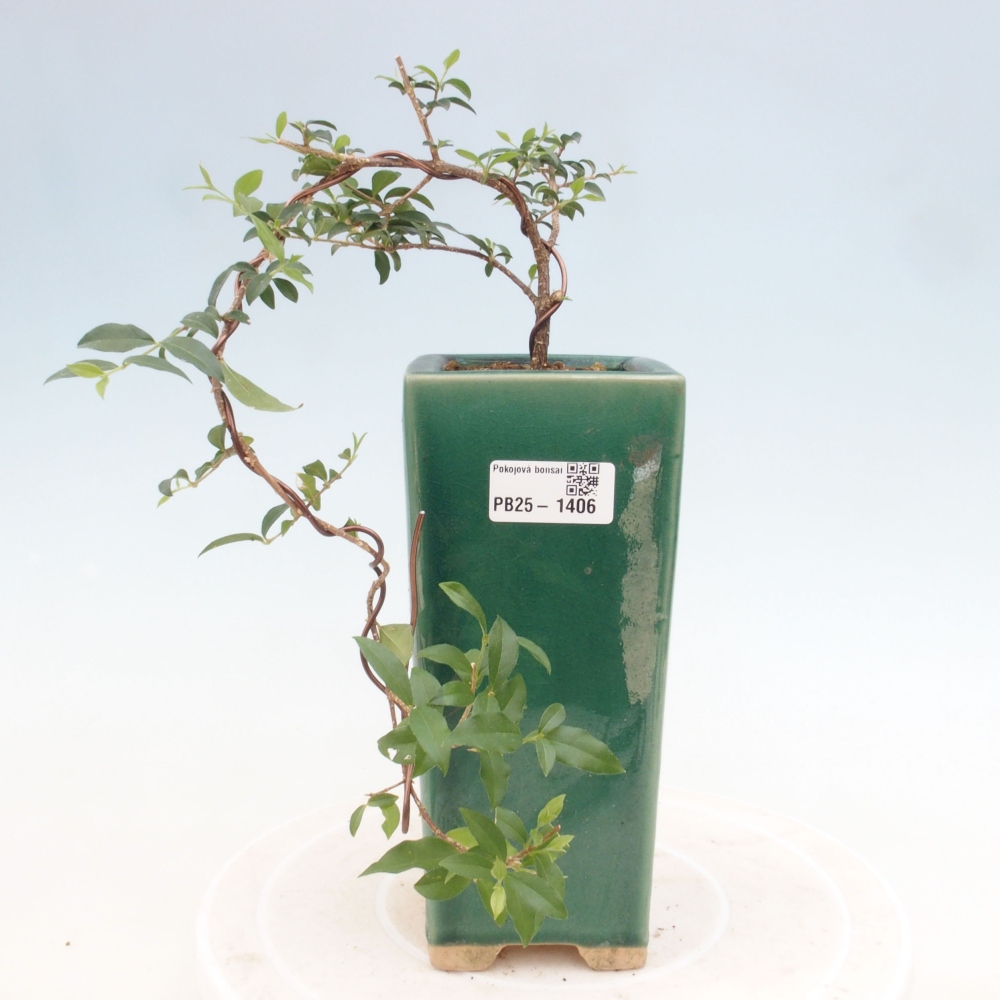Izbová bonsai - Malpighia coccigera- Barbdorská čerešňa