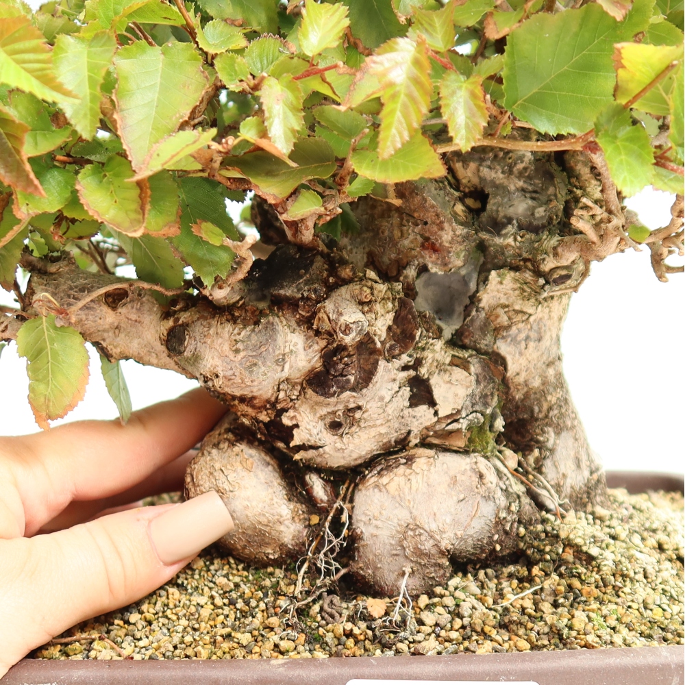 Vonkajšie bonsaje -Carpinus CARPINOIDES - Hrab kórejský