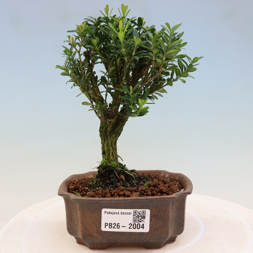 Izbové bonsaje - Buxus harlandii - korkový buxus