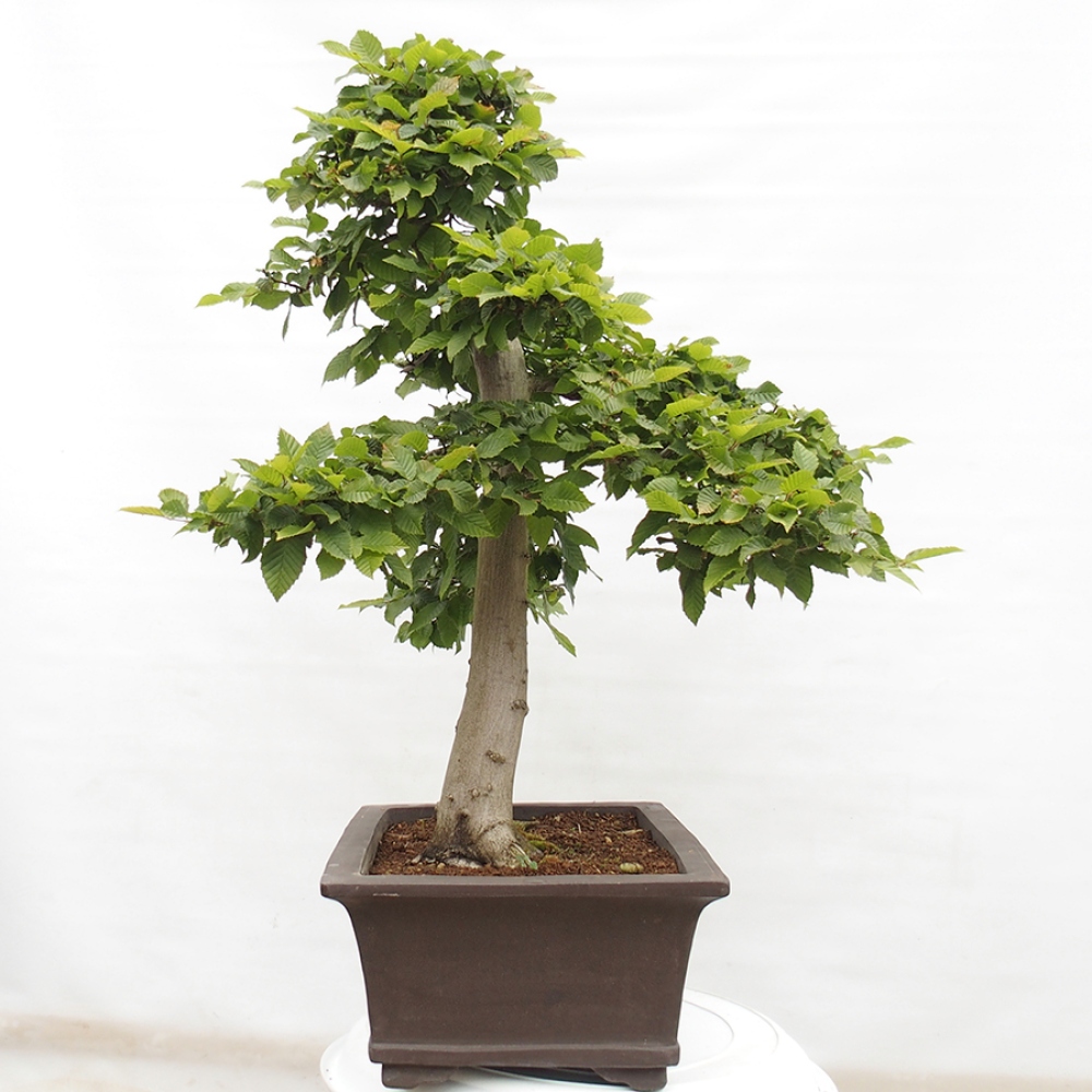 Vonkajší bonsai - Hrab obyčajný - Carpinus betulus