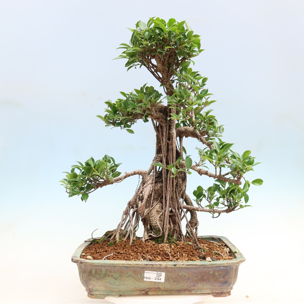 Izbové bonsaje - Ficus kimmen - drobnolistý fikus