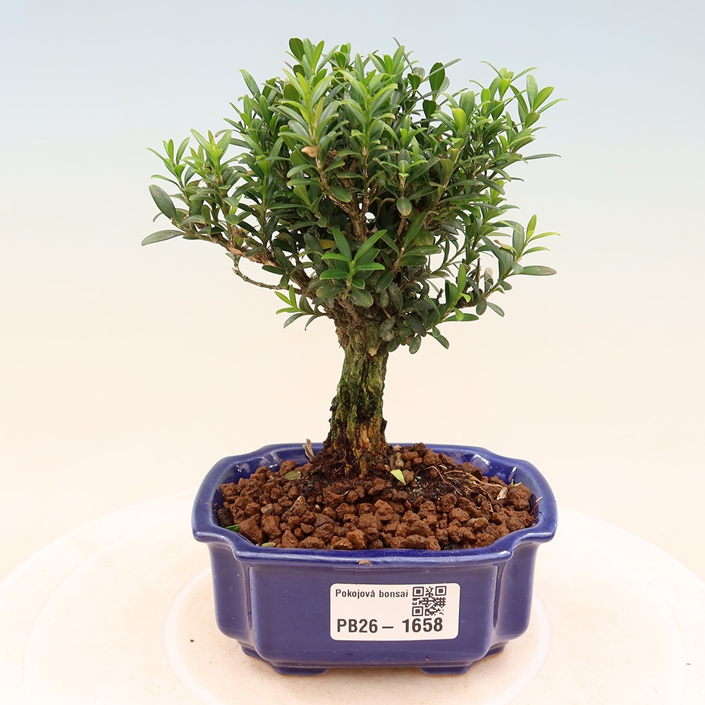 Izbové bonsaje - Buxus harlandii - korkový buxus