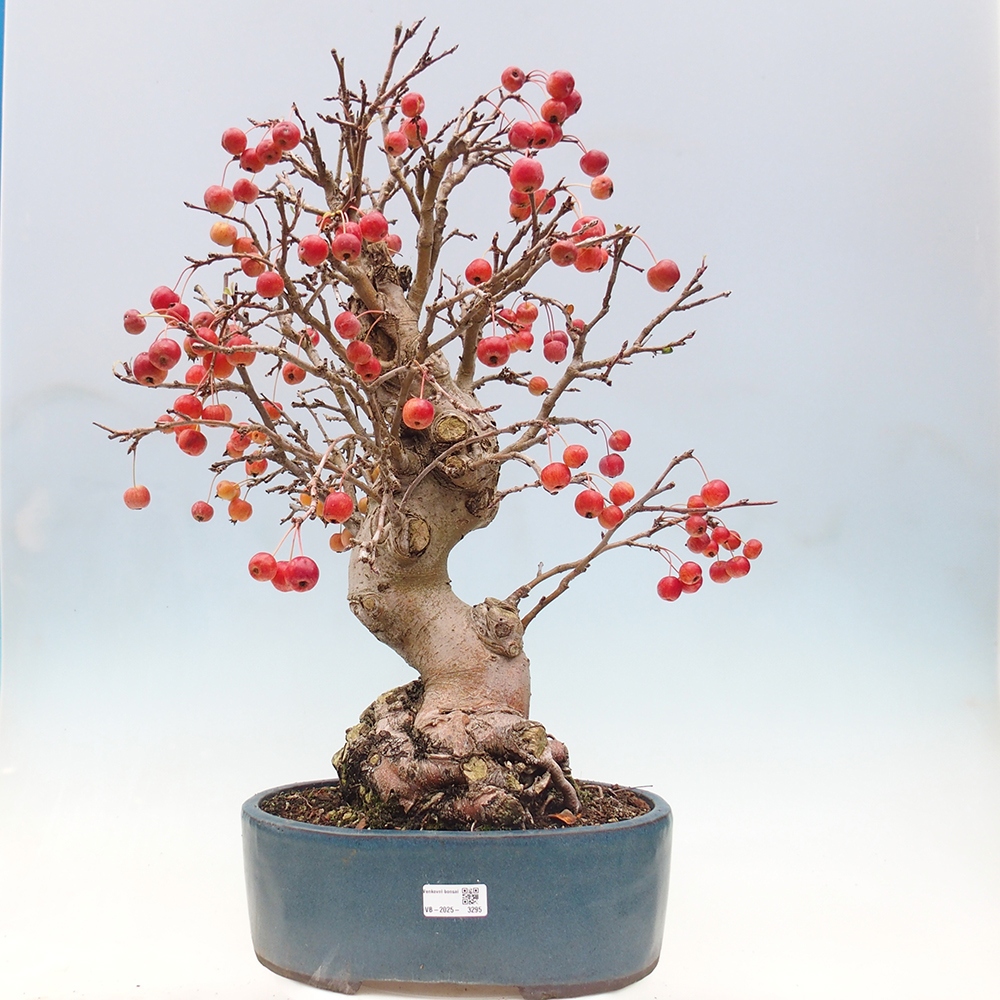 Vonkajší bonsai -Malus halliana - Maloplodá jabloň