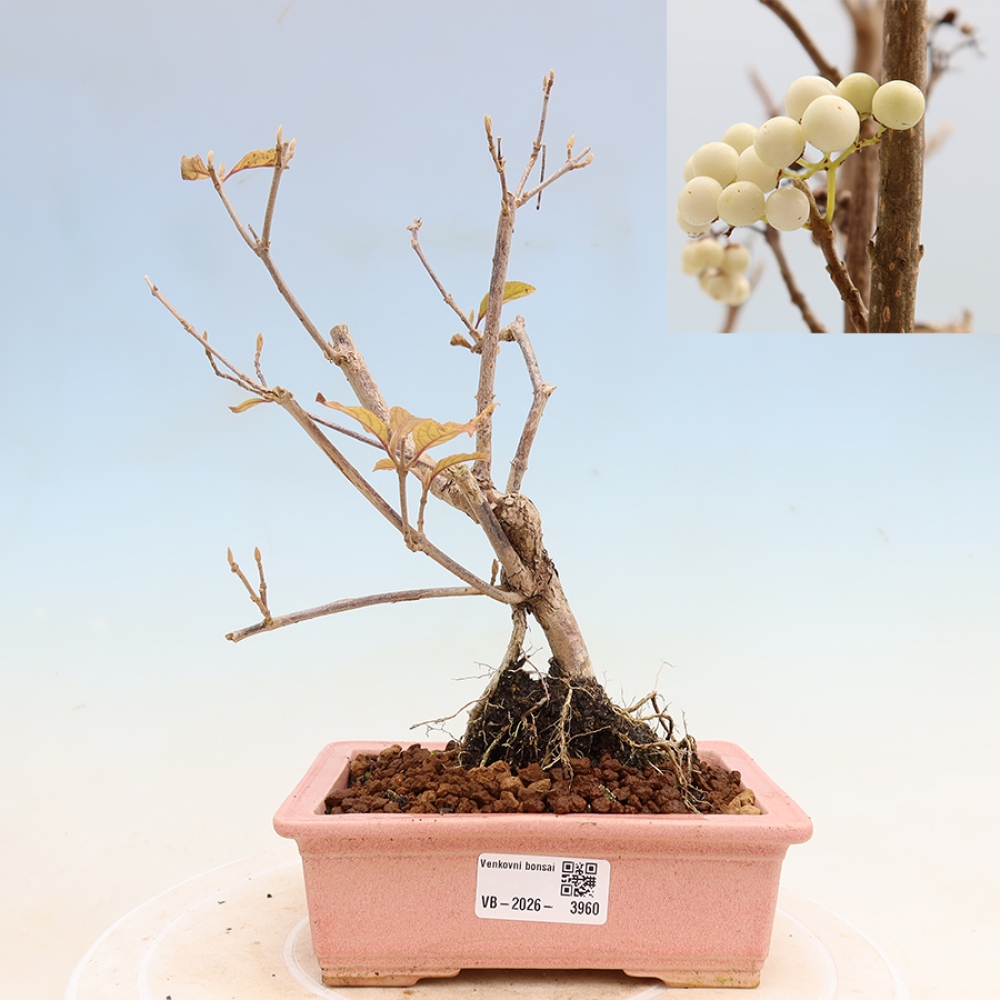 Vonkajší bonsai – Callicarpa bodinieri Snowqueen – krásnoplodka