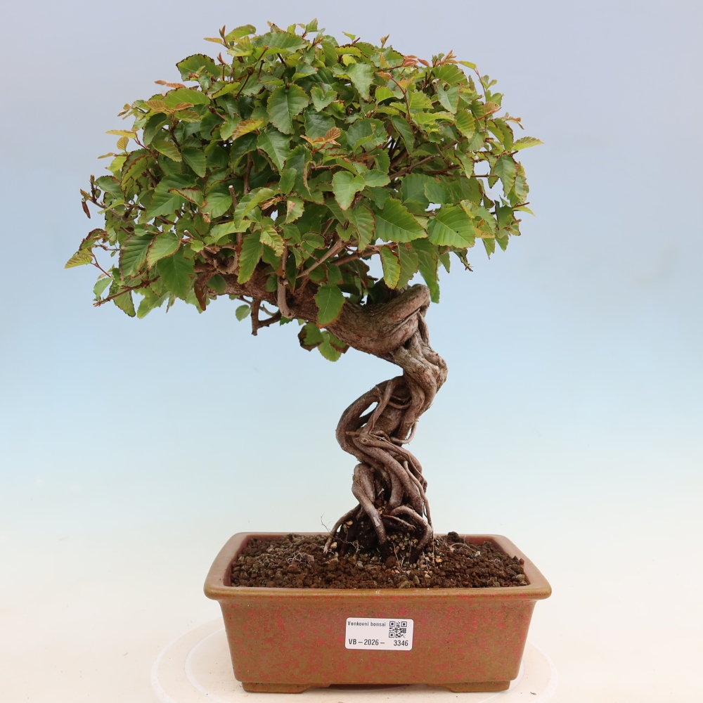 Vonkajší bonsaj -Carpinus coreana - Hrab kórejský