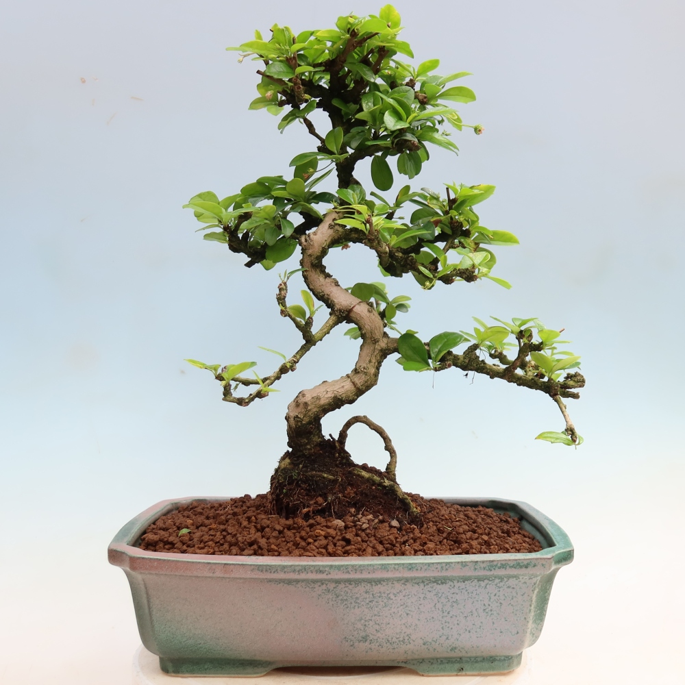 Izbové bonsaje - Carmona macrophylla - Tea fuki