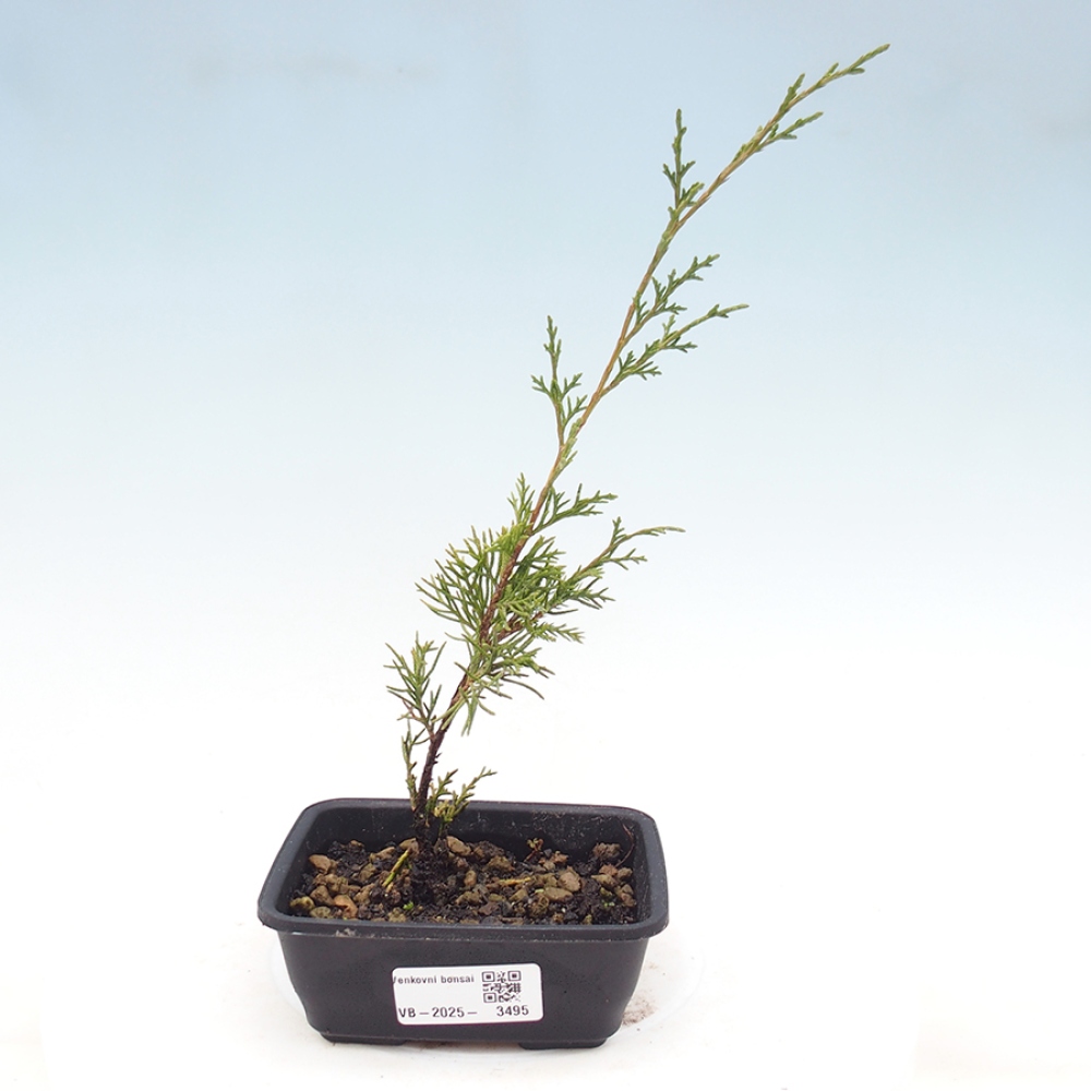 Vonkajší bonsaj - Juniperus chinensis Itoigawa