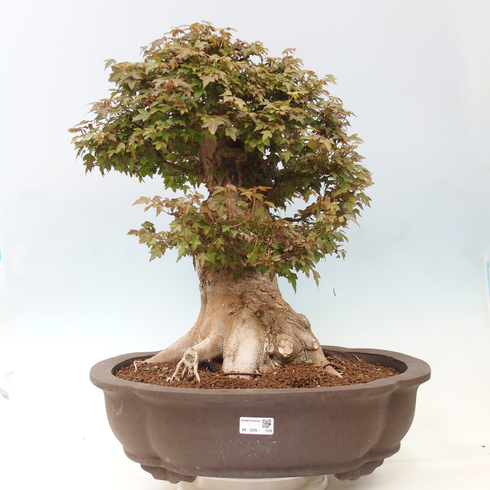 Vonkajšia bonsaj - Acer Buergerianum - Hamburgerový javor