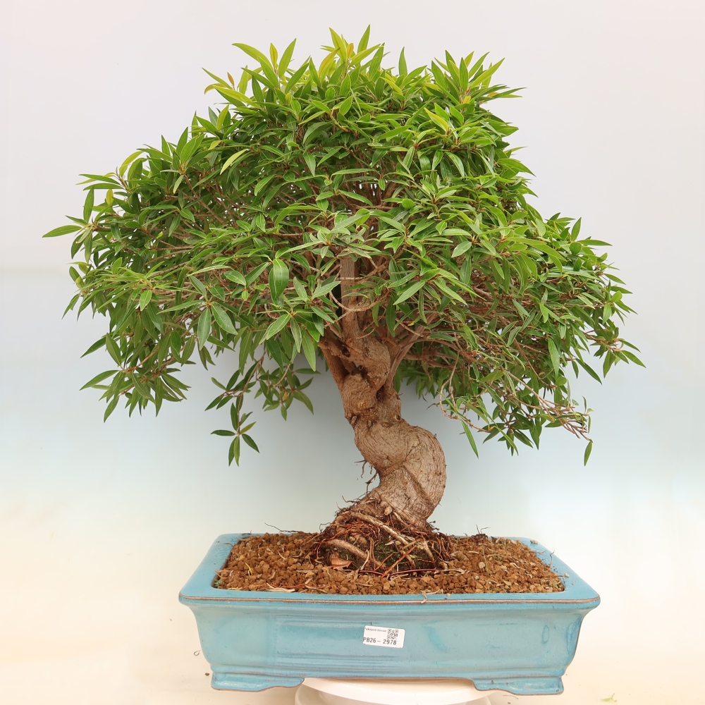 Izbové bonsaje - Ficus nerifolia - fíkus drobnolistý