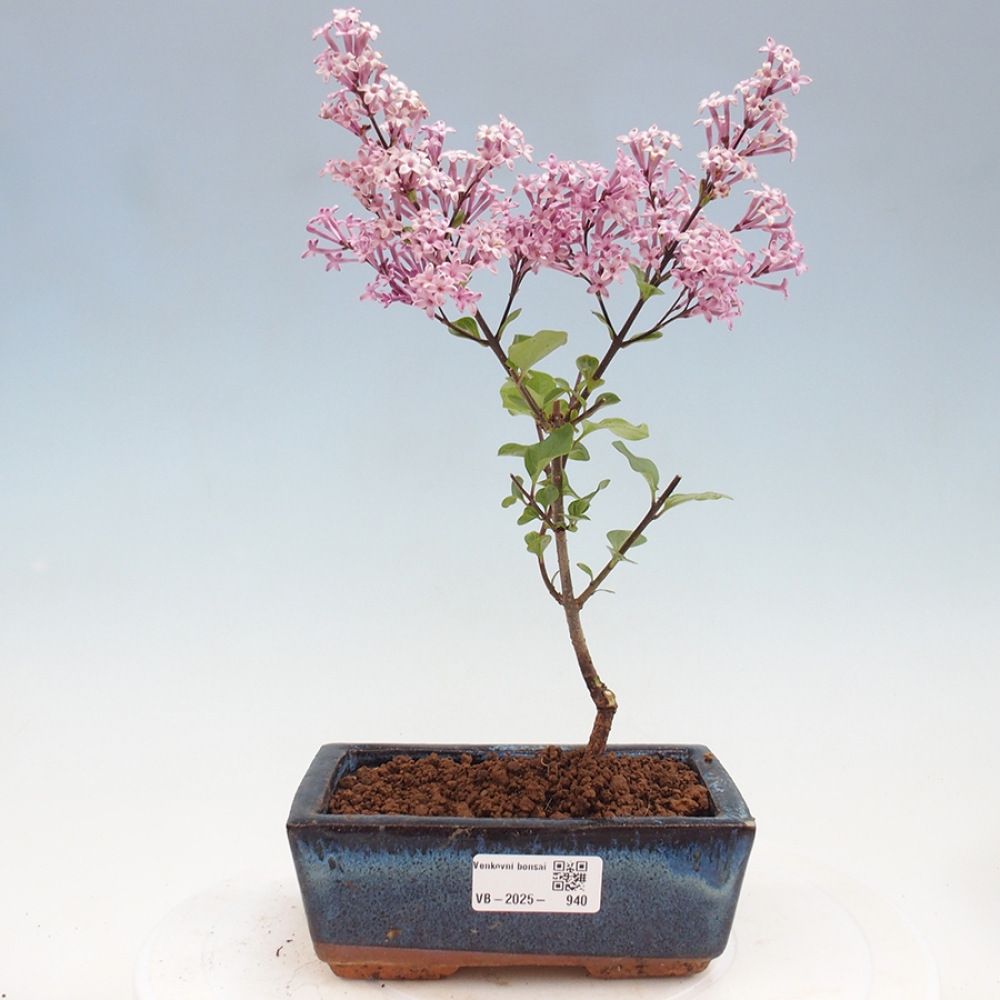 Vonkajší bonsai - Syringa Meyeri Palibin - Orgován Meyerov