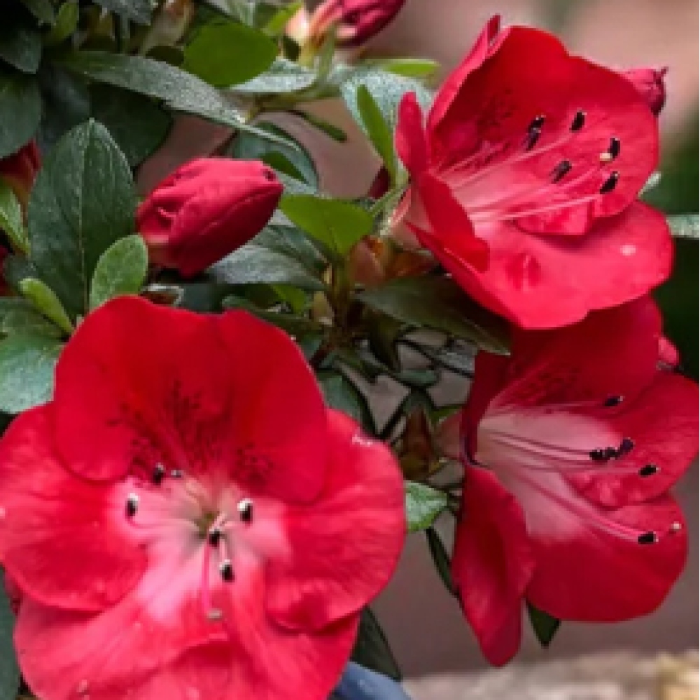 Vonkajšie bonsaje - Japonská azalka - Azalea Benibeni