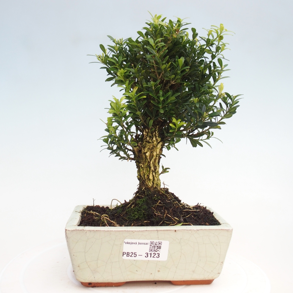 Izbová bonsai - Buxus harlandii -korkový buxus