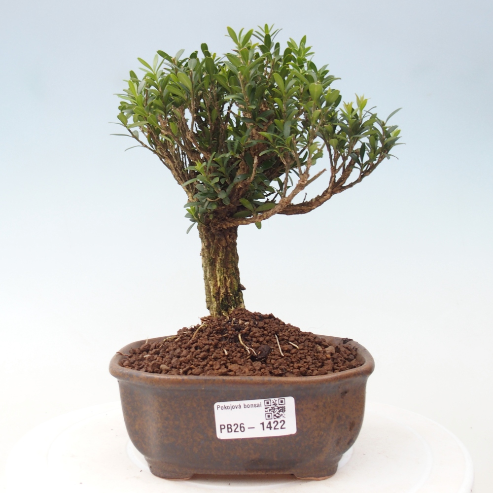 Izbové bonsaje - Buxus harlandii - korkový buxus