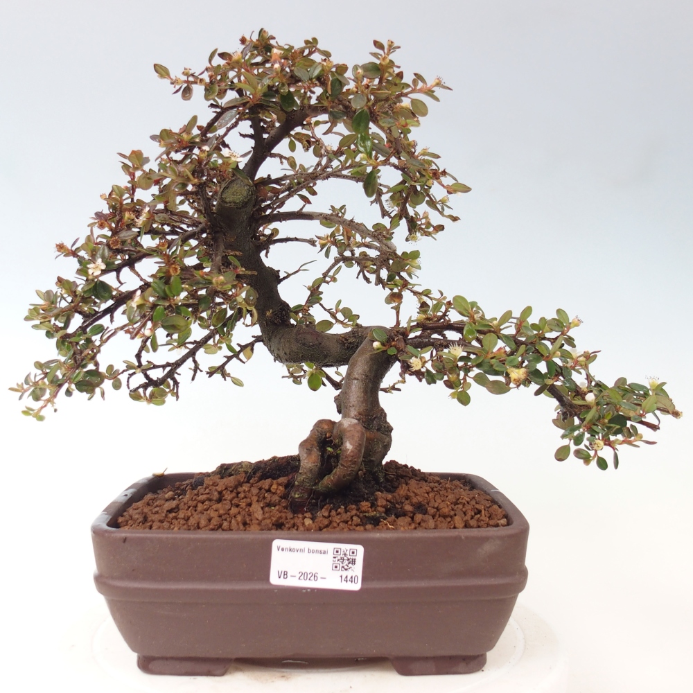 Vonkajší bonsaj-Cotoneaster dammeri - Damerova skala