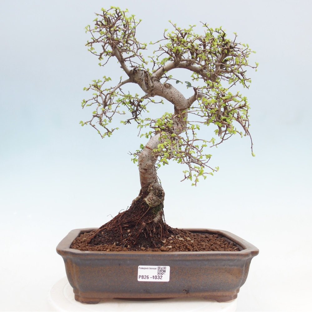 Izbová bonsai - Ulmus parvifolia - Malolistý jilm