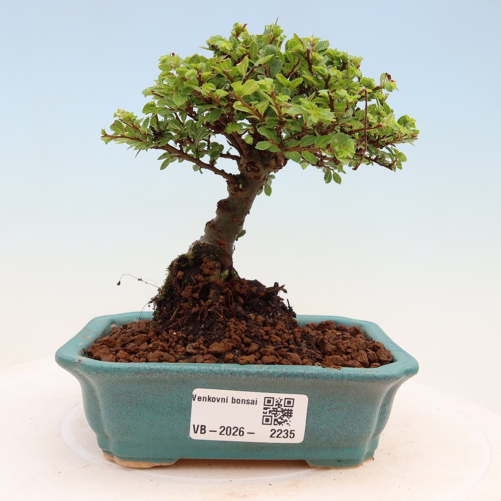 Vonkajší bonsai – Ulmus parvifolia Sagei – javor malolistý