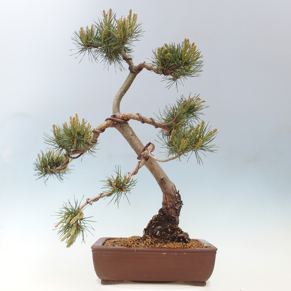 Vonkajšie bonsai - Pinus Sylvestris - Borovica lesná