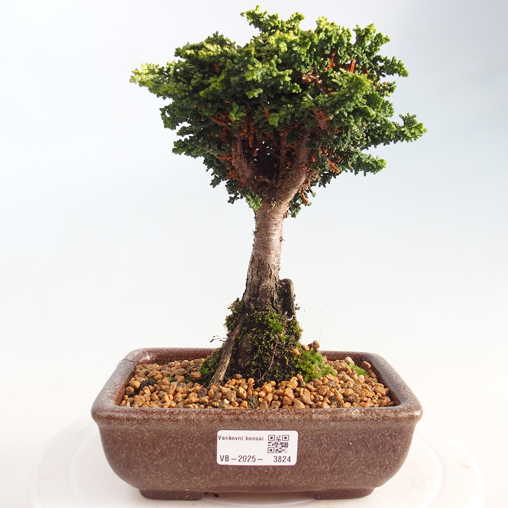 Vonkajší bonsaj - Cham. obtusa SEKKA HINOKI - Cypruštek