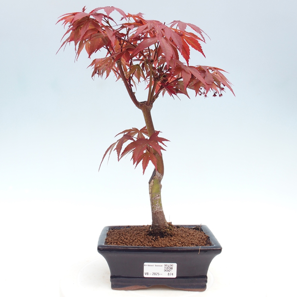 Vonkajší bonsai - Acer palm. Atropurpureum-Javor dlanitolistý