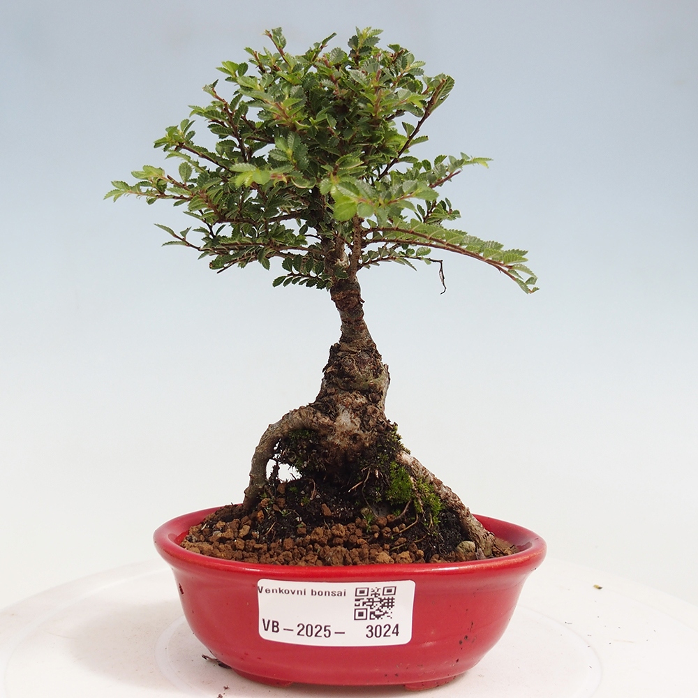 Vonkajší bonsai - Ulmus parvifolia Sagei - Malolistý brest