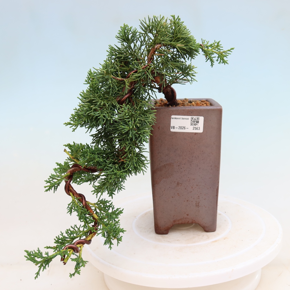 Vonkajší bonsaj - Juniperus chinensis Kishu