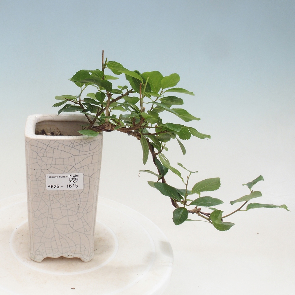 Izbová bonsai - Grewia occidentalis - Hviezdica levanduľová