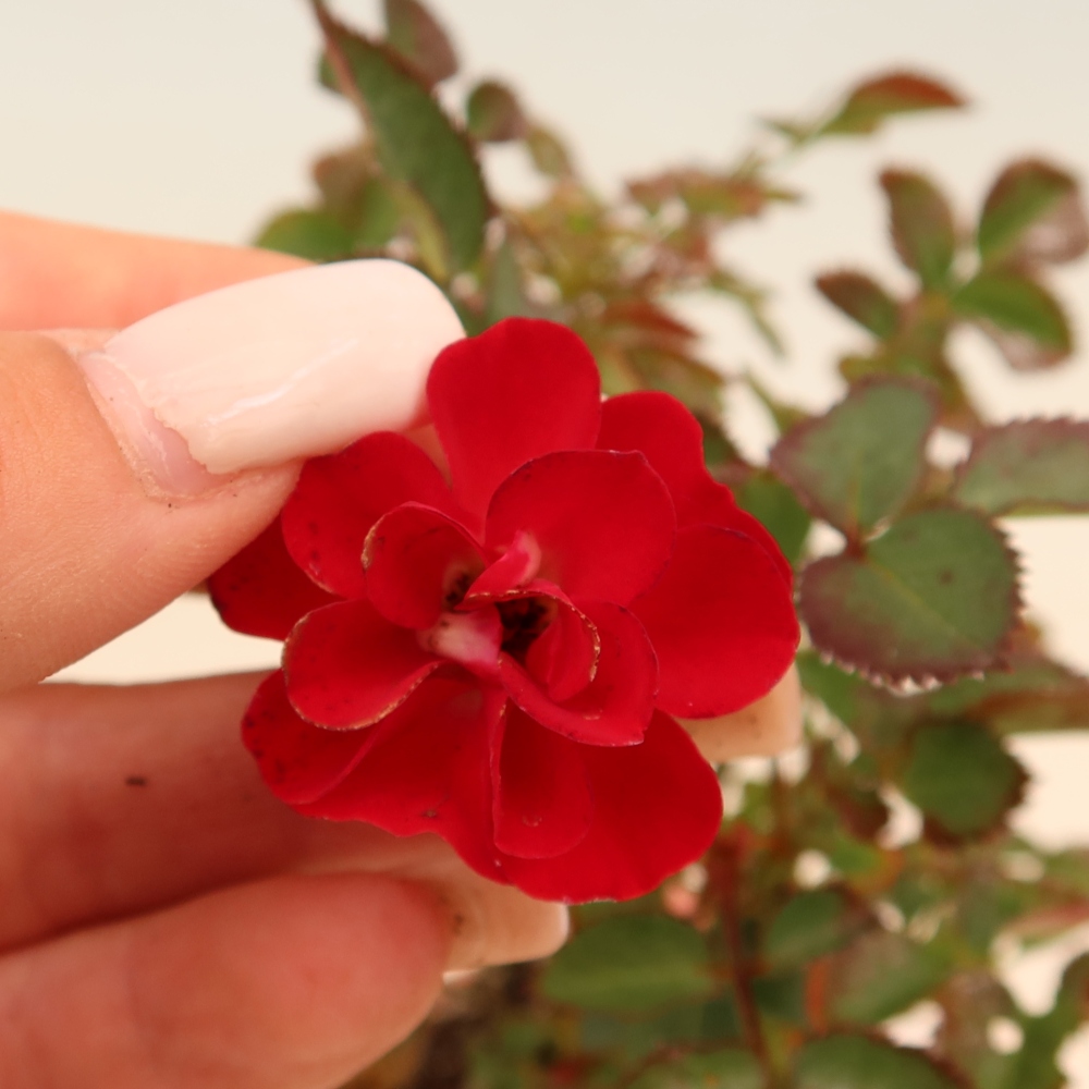 Vonkajšie bonsaje – Rosa Kordes – ruže